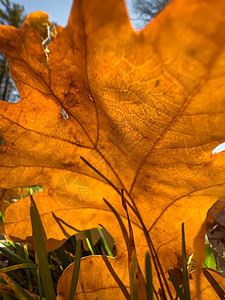 柳橙叶在风中飞向的近视 叶子正在阳光照耀着太阳 秋天全秋落叶橡木环境树木木头树叶阳光大自然黄叶自然公园图片