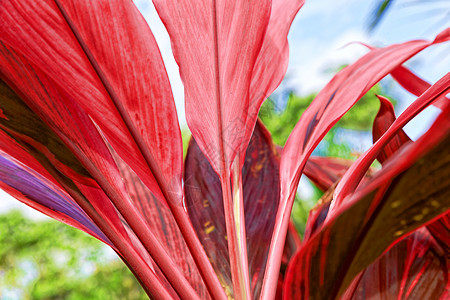 稀有热带植被植物群生长植物学生态丛林棕榈叶子气候树叶花园图片