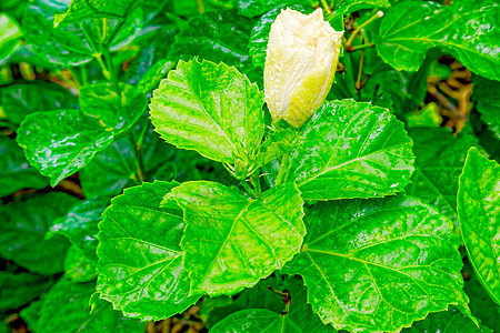 一片美丽的热带花朵环绕着红绿叶植物植物学宏观情调温泉雨滴异国兰花植物群叶子图片