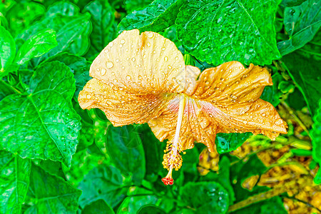 一片美丽的热带花朵环绕着红绿叶自然异国花园叶子植物情调兰花宏观花瓣植物学图片