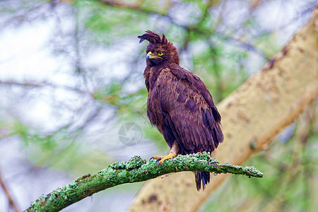 肯尼亚国家公园 老鹰是山脊力量动物野生动物游戏射频鸟类国家长冠飞行枕肌图片