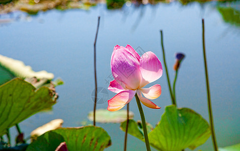 花朵在大湖中反射异国叶子池塘植物群百合荷花花园花瓣手指图片