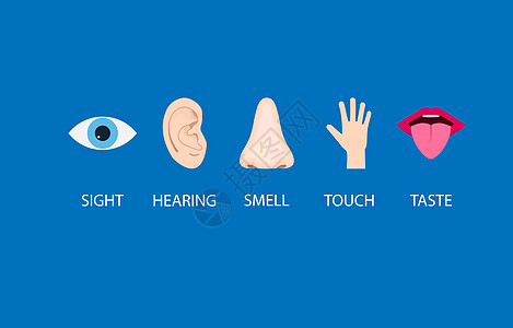 人类感官图标 矢量插图 平板设计解剖学圆圈洞察力绘画耳朵卡通片听力舌头鼻子手指图片