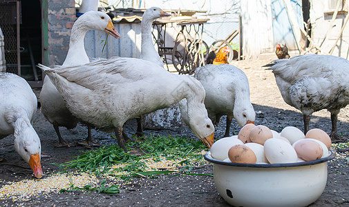 鸡鹅和鹅在农场 蛋在碗里 有选择性的焦点背景食物母鸡花园家禽动物群草地小鸡国家院子图片
