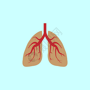 肺部 医用图标 矢量插图 平面设计器官支气管烟草气管空气生物药品生物学胸部医院图片