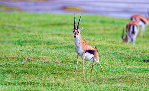 肯尼亚野生动物 托马森的Gazelle或汤米图片
