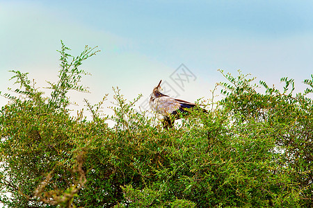 雄鹰坐在树枝上 肯尼亚是一个全国性的肯尼亚人猎物动物游戏长冠眼睛羽毛翅膀枕肌国家射频图片