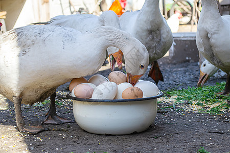 鸡鹅和鹅在农场 蛋在碗里 有选择性的焦点公鸡母鸡团体动物群家禽国家动物食物水鸟羽毛图片