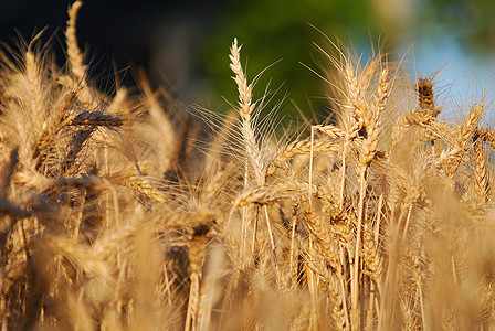 小麦生长玉米谷物农田天空粮食生产植物国家季节图片