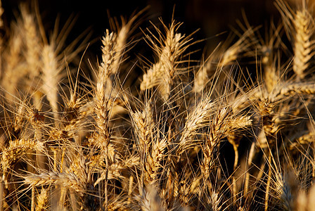 小麦培育谷物晴天烘烤收成种子粮食植物大麦稻草图片