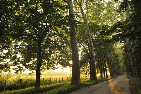 在美丽的巷子里日出晴天公园胡同小路森林薄雾国家级别季节树木图片