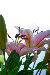 粉红百合花花花束植物群花瓣植物周年作品绿色墙纸工作室花园粉色图片