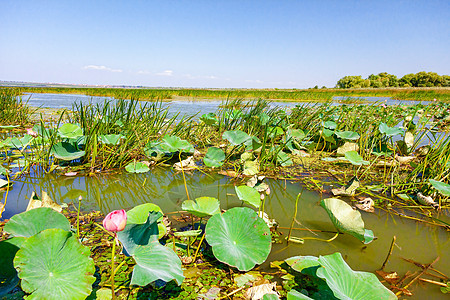 花朵在大湖中反射树叶花园异国植物群百合公园手指季节情调图片