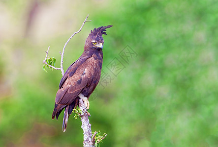 肯尼亚国家公园 鹰是山脊图片