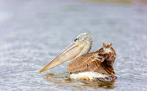 肯亚湖湖边的Pelican荒野反射陨石自然火烈鸟国家水禽鸟类野生动物冒险图片