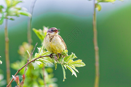 一只小鸟坐在树枝上 夏天 俄罗斯尾巴动物群鸣禽枝条动物热带观鸟公园荒野翅膀图片
