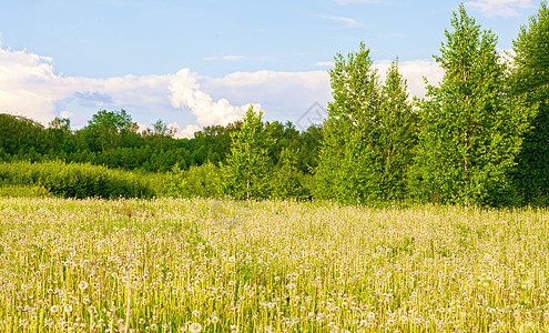 一片田里的黄色花朵的明亮鲜花天空场景草本植物太阳季节花园宏观阳光牧场叶子图片