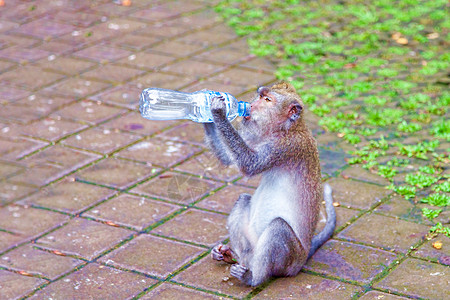 猴子从塑料瓶里喝水热带塑料瓶子森林矿物荒野马戏团头发哺乳动物丛林图片