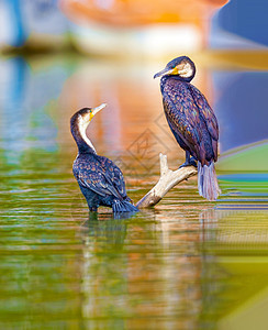 双骨质氯酸三甲酯池塘动物沼泽地动物群羽毛水鸟鸟类凤头眼睛橙子图片