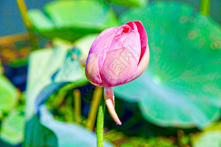 花朵在大湖中花园植物群季节热带花瓣公园异国百合池塘荷花图片