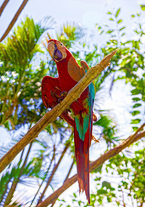 大 美丽的鹦鹉坐在树枝上荒野橙子宠物眼睛翅膀情调异国夫妻丛林太阳图片