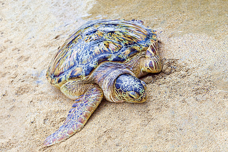 大海龟在沙滩上海洋乌龟濒危旅行假期生活潜水环境海浪动物图片