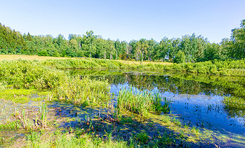 夏天的光滑沼泽景象池塘泥潭风景环境森林苔藓公园木头天空叶子图片