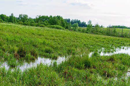 夏天的光滑沼泽景象木头针叶环境旅行针叶树国家反射苔藓荒野植物图片