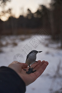 西伯利亚公园的鸟儿环境冻结假期季节降雪公园荒野美丽鸟器帮助图片