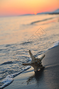 夏季海滩日落 沙滩上有星星海洋天堂蓝色天空工作室海星旅行晴天海浪季节图片