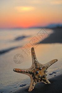 夏季海滩日落 沙滩上有星星海洋天气生活海岸线海浪天堂海星季节假期蓝色图片