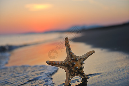 夏季海滩日落 沙滩上有星星晴天工作室假期生活季节海洋海星蓝色海岸线天气图片