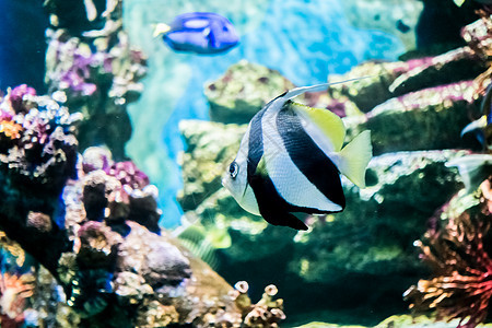 水下鱼类蓝色荒野海洋异国潜水热带情调水族馆红色珊瑚图片