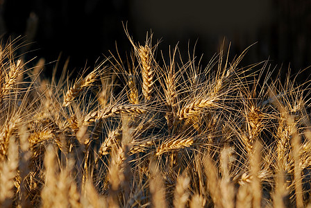 小麦蓝色金子食物稻草大麦生产植物天空农村晴天图片
