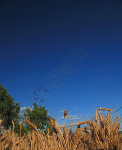 小麦面包稻草种子场地农村蓝色金子农场耳朵玉米图片
