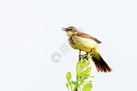 一只小鸟坐在树枝上 夏天 俄罗斯动物花园荒野公园季节翅膀动物群森林羽毛栖息地图片