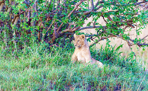 幼狮在茂密的草地里图片