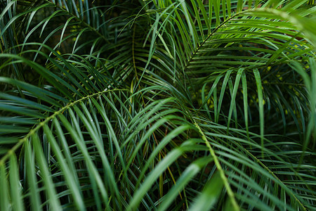 热带深绿色树叶背景照片图片