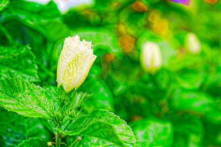 一片美丽的热带花朵环绕着红绿叶植物学植物温泉叶子兰花花园情调异国雨滴自然图片