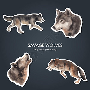 冬季概念中用狼标贴标签模板 水色风格推广荒野猎人动物园野生动物捕食者广告动物品牌灰色图片
