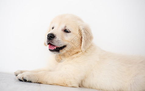 可爱的寻食小狗猎犬喜悦婴儿动物友谊生长宠物朋友伴侣快乐图片