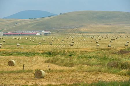 夏季风景食物季节农田粮食小麦天空农场场地生长草地图片