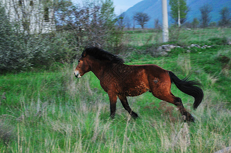 马马的自然性质青年母马良种竞争动物跑步哺乳动物牧场婴儿荒野图片