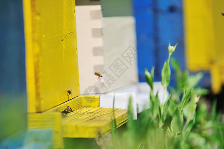 蜜蜂家在草地上农村动物蜂巢场地人群工作团体盒子农场飞行图片