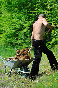 男男子园艺工作农场农民后院园丁农业土壤生长活动花园地面图片