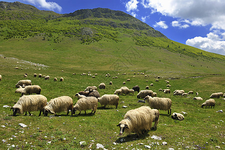 大自然中的绵羊家畜森林农场天空农业羊毛草地农田高地母羊图片
