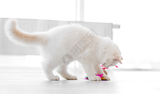 带玩具的灯光房里有拉格多尔猫蓝色爪子毛皮工作室白色猫咪眼睛动物哺乳动物宠物图片