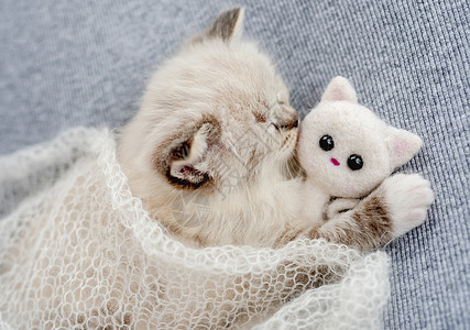 Ragdol 小猫照像新生儿风格猫咪布娃娃工作室毛皮婴儿爪子拥抱蓝色眼睛孩子们图片