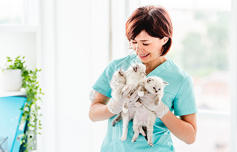 兽医诊所的拉格多尔小猫毛皮医院专家爪子眼睛女士哺乳动物蓝色医生医疗图片