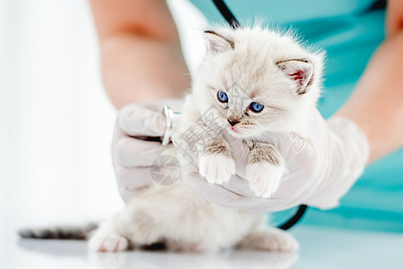 兽医诊所的Ragdol小猫哺乳动物毛皮白色医院工作室眼睛蓝色猫咪布娃娃医疗图片